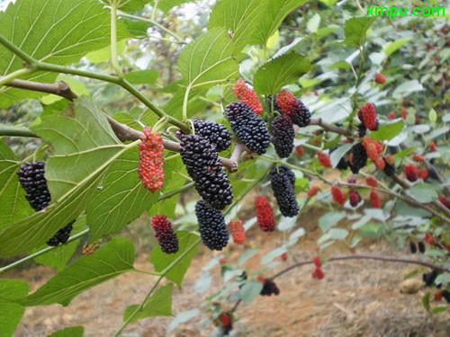 玫瑰花什么季节开