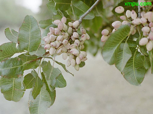 千里光植物图片