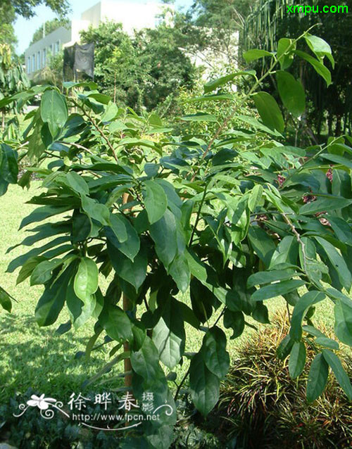 草莓什么季节成熟