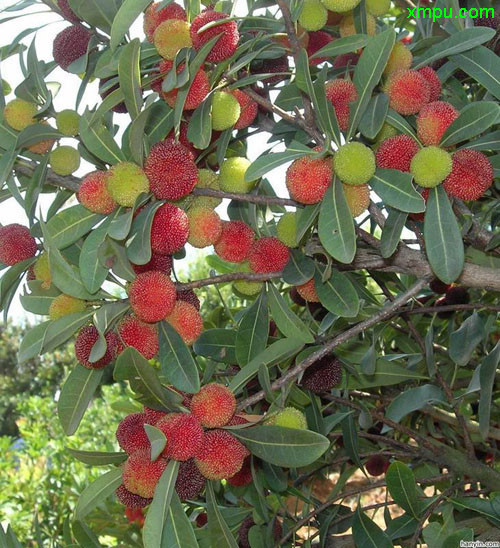 栀子花施什么肥料最好