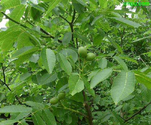 生菜怎么做好吃又简单