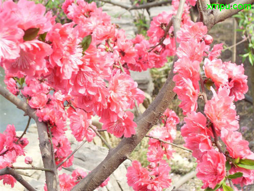 海南黄花梨价格