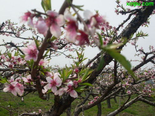 胚芽发育成什么