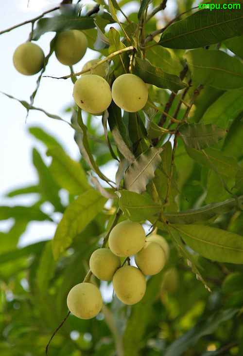 桂花树价格