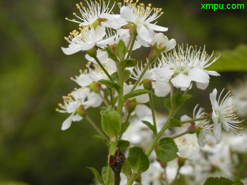 海棠花开花时间