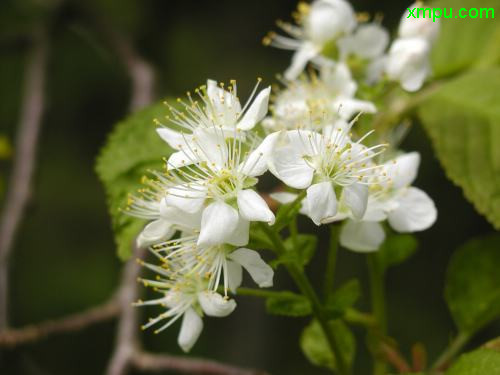 泡桐花的花语