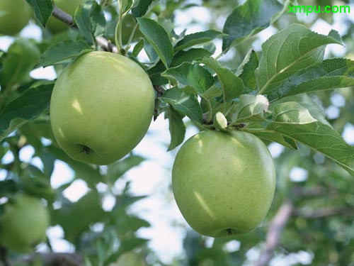 汉中油菜花