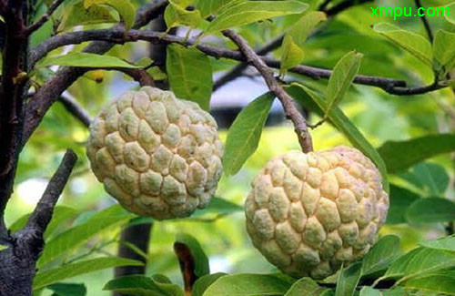 樱花树种植方法