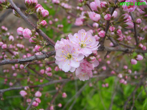 枙子花