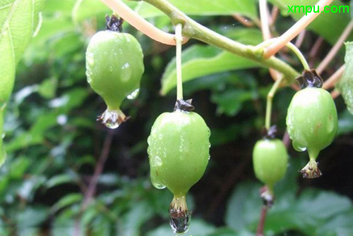 教师节送老师什么花合适