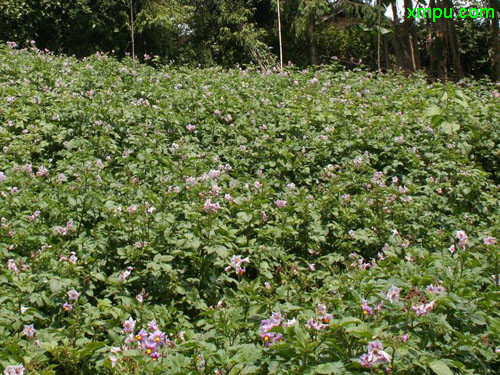 木棉花怎么吃