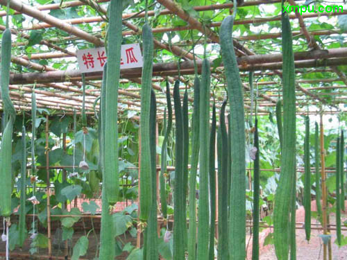 下雨天不怕雨淋的是什么