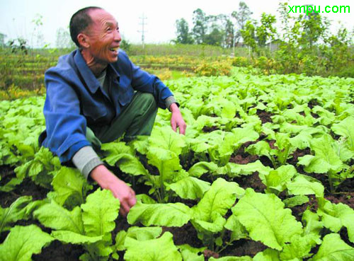 石榴花什么颜色