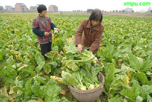 淘米水臭了还能浇花吗