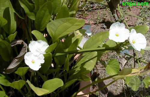 罗平油菜花最佳时间