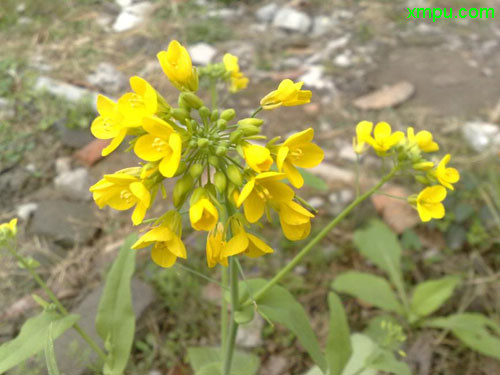 水果花篮