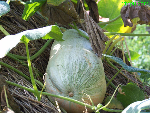 1000种盆栽植物名称图片大全