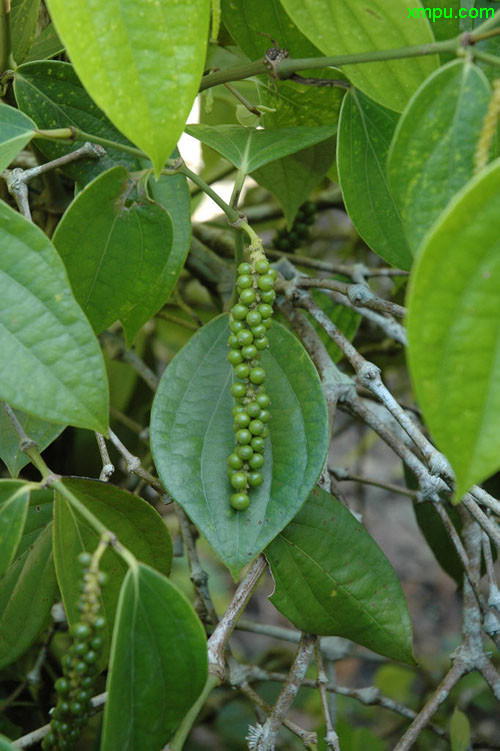 蓝色风信子花语