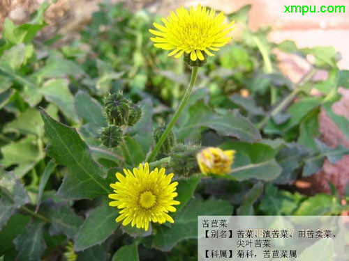 水仙花什么时候开花