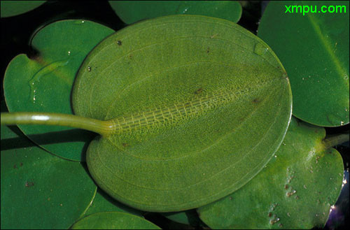 肾蕨图片