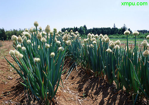 荼靡花语是什么意思