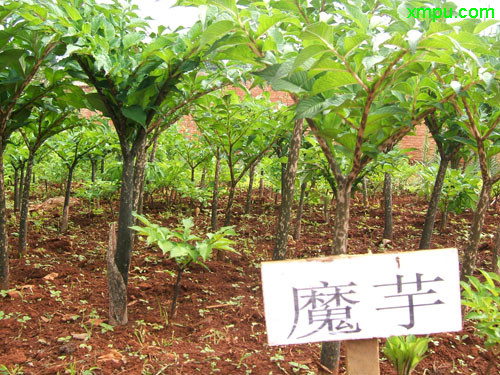 冬虫夏草如何食用