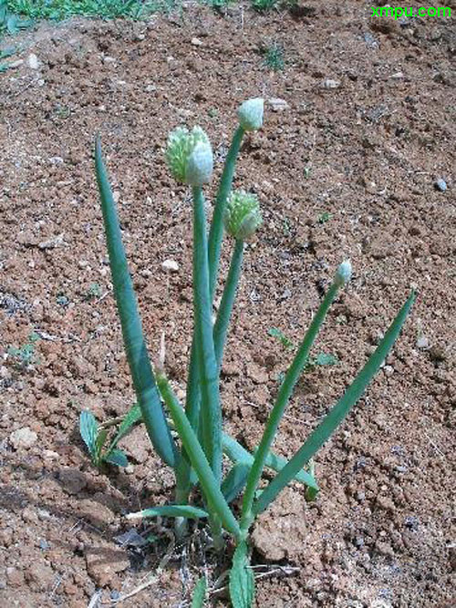 芦笋种植