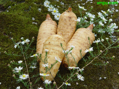 观花植物