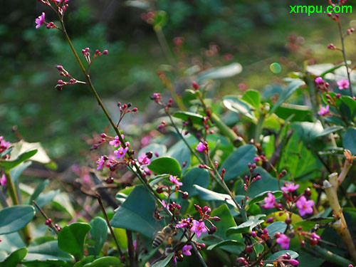 圣诞节鲜花