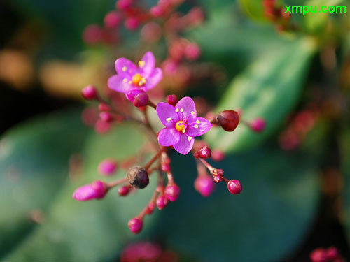 荼靡花语是什么意思