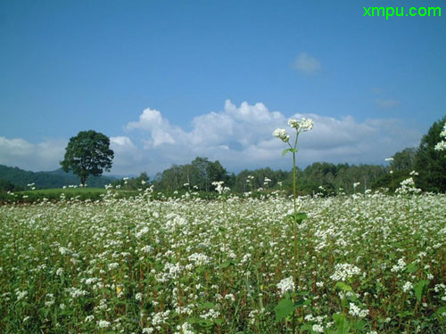 107杨树