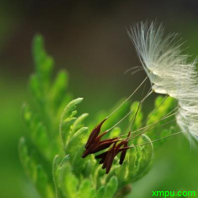 牵牛花有毒吗