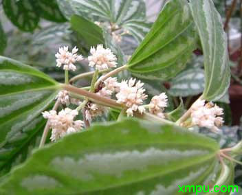 芦笋的种植方法和时间