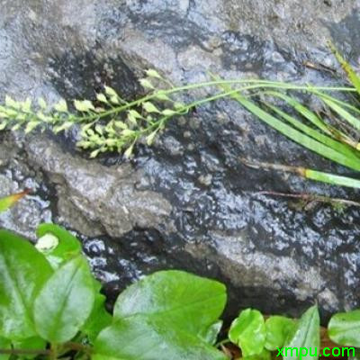 除甲醛花草排名