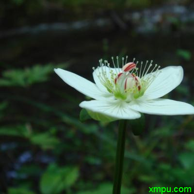 立体花架造型