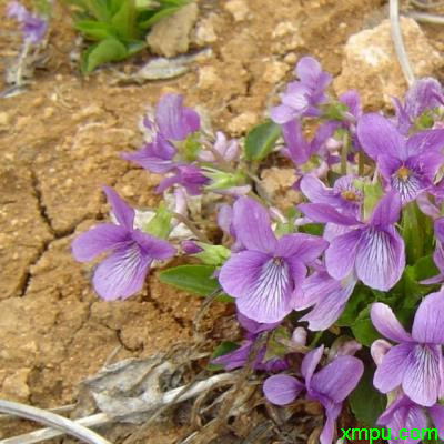 昙花花苞长什么样子