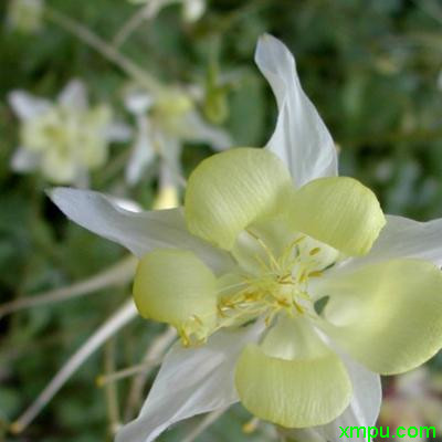 风信子开花后怎么处理