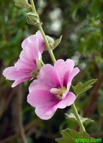 红花油茶