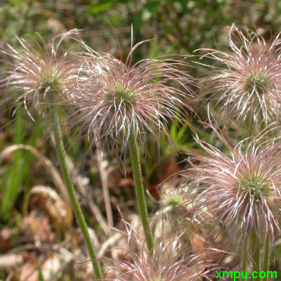 能四季开花的植物