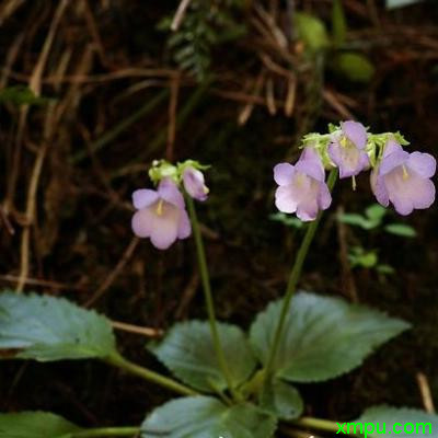 红香妃兰花