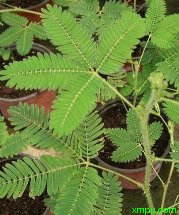 水生植物水生植物