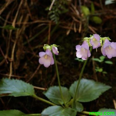 水仙花有毒吗?可以在室内养吗?