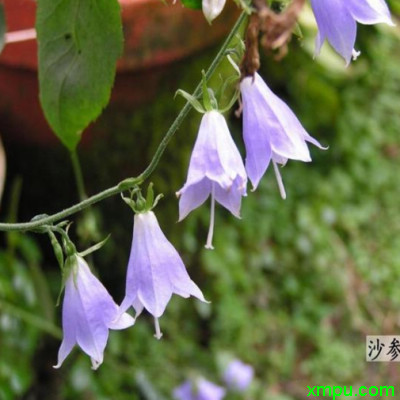 塑料花盆