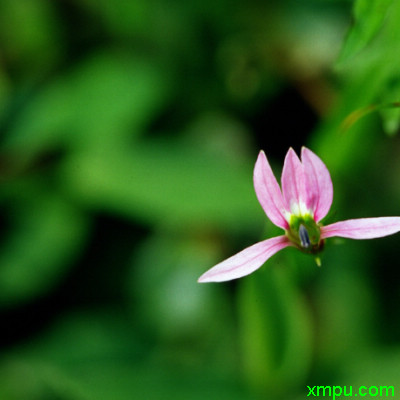 樱花树