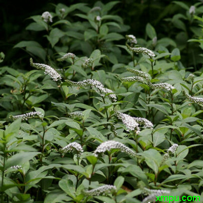 对节白蜡