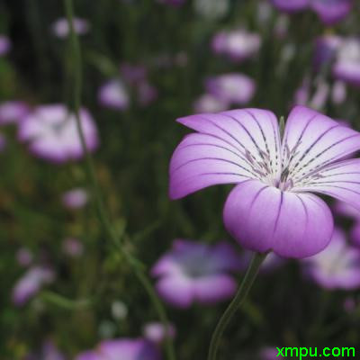 粉色百合花的花语和寓意