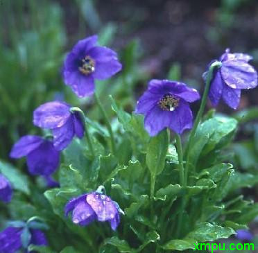 中山花木网