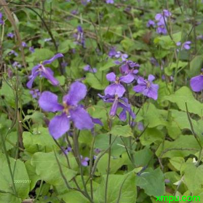 庭院花卉种植品种