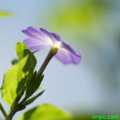 金银花的种植基地