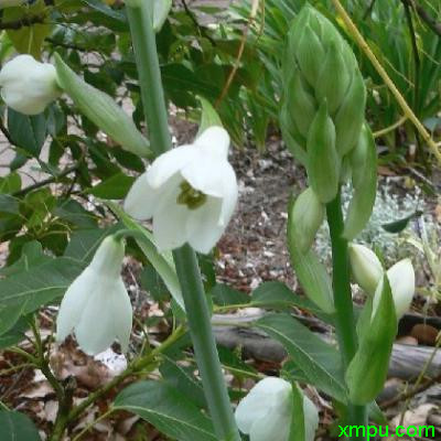 玫瑰花怎样种植和养护